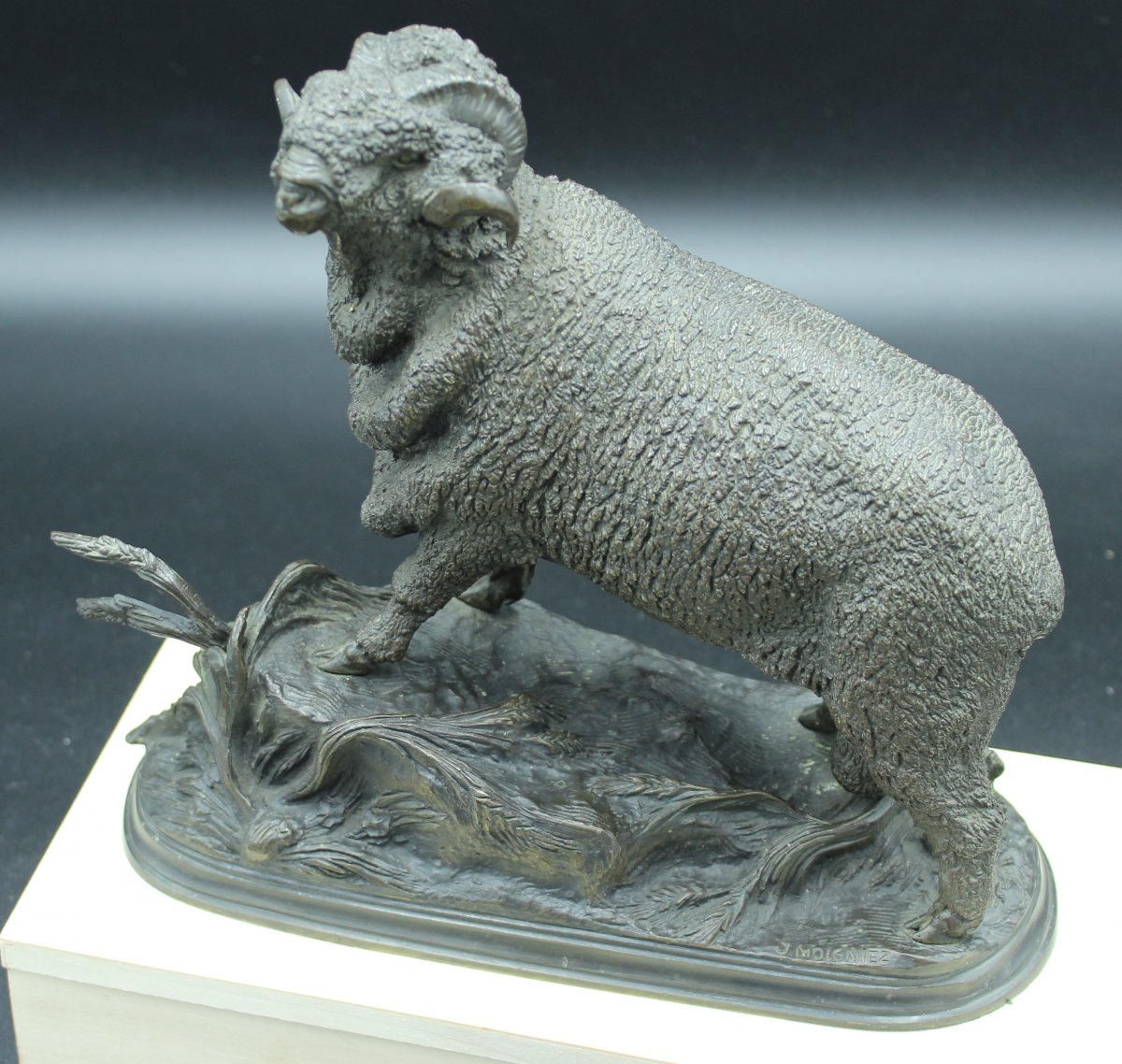 Bélier Mérinos,  Jules Moigniez-photo-2