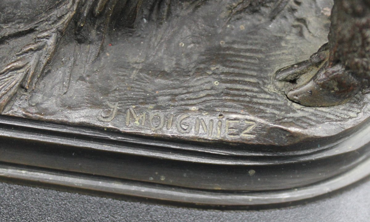 Bélier Mérinos,  Jules Moigniez-photo-3