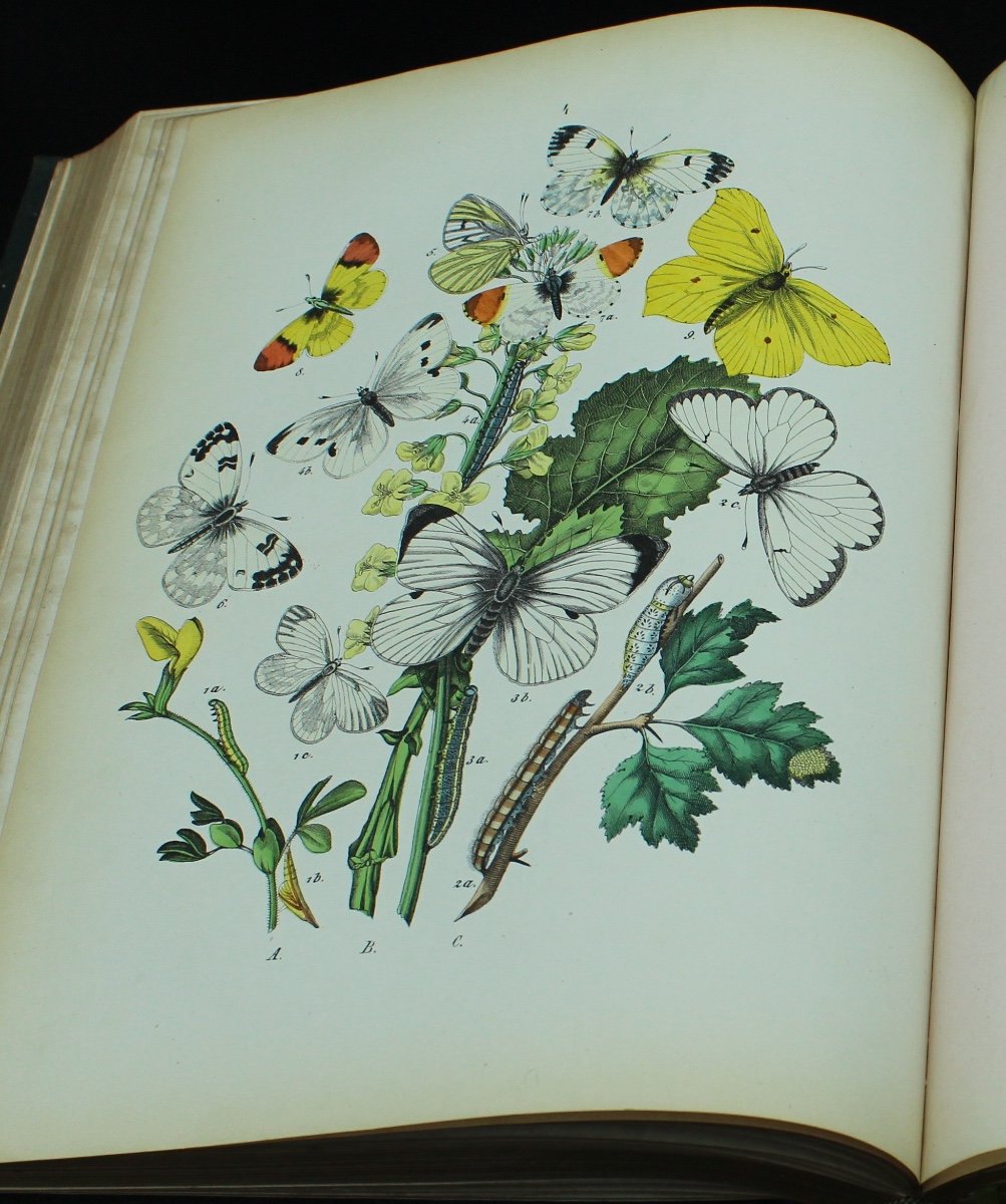 MAURICE SAND - Le Monde Des Papillons-photo-3