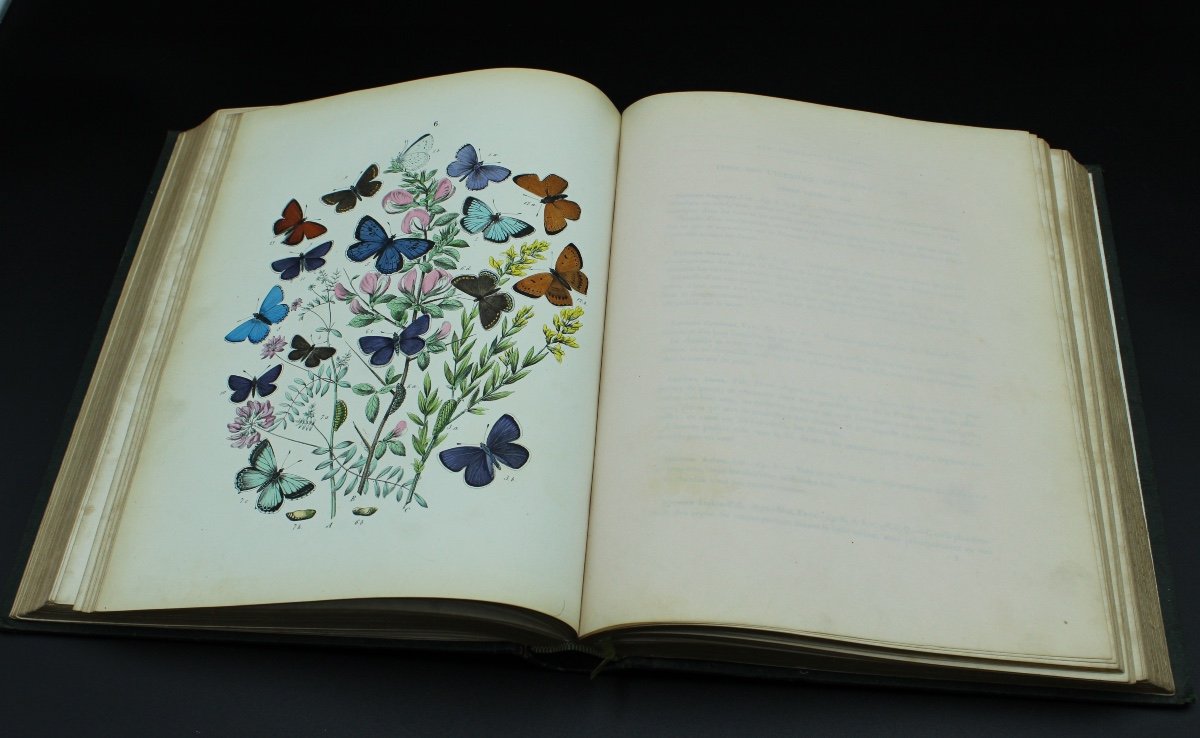MAURICE SAND - Le Monde Des Papillons-photo-4