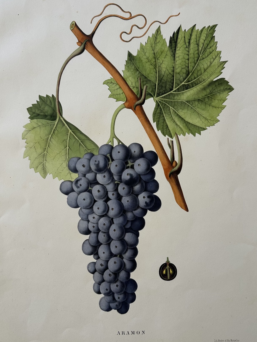 Cépages de la Région Méditerranéenne. Cépage Aramon. Henri Marès