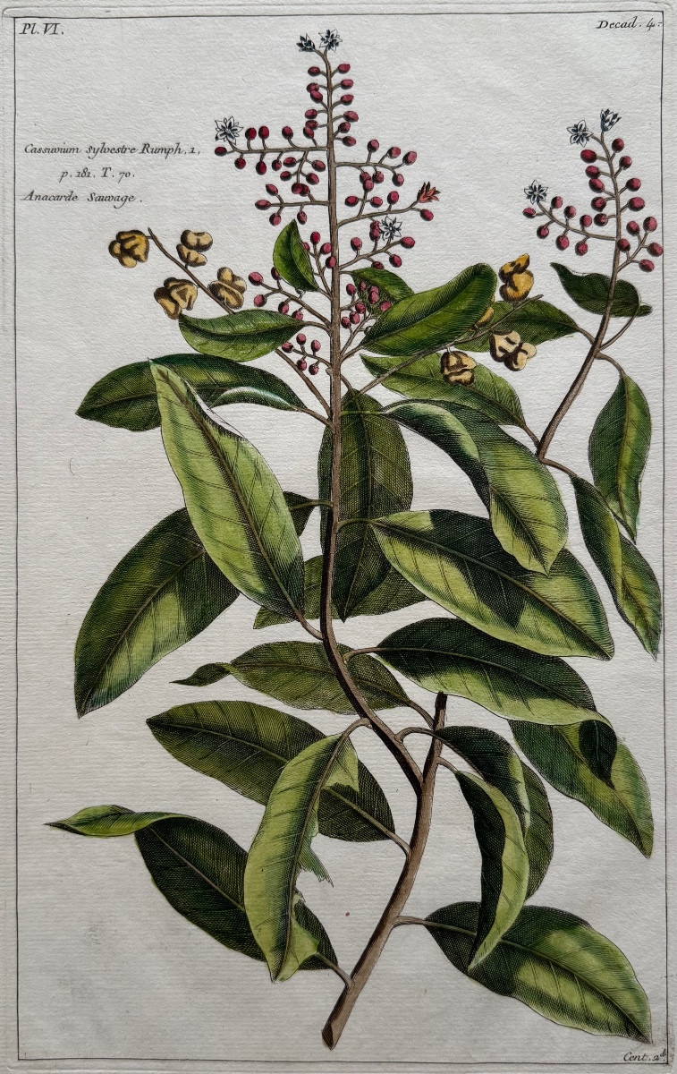 Anacarde Sauvage. Gravure couleur. 18ème siècle