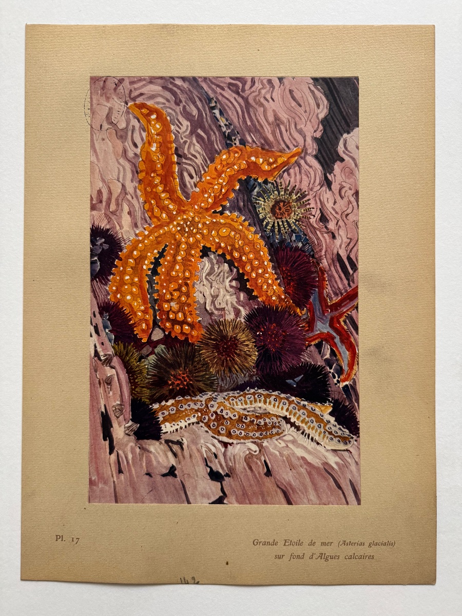 Etude de la Mer. Volume 2. Planche 17. 1913-photo-2