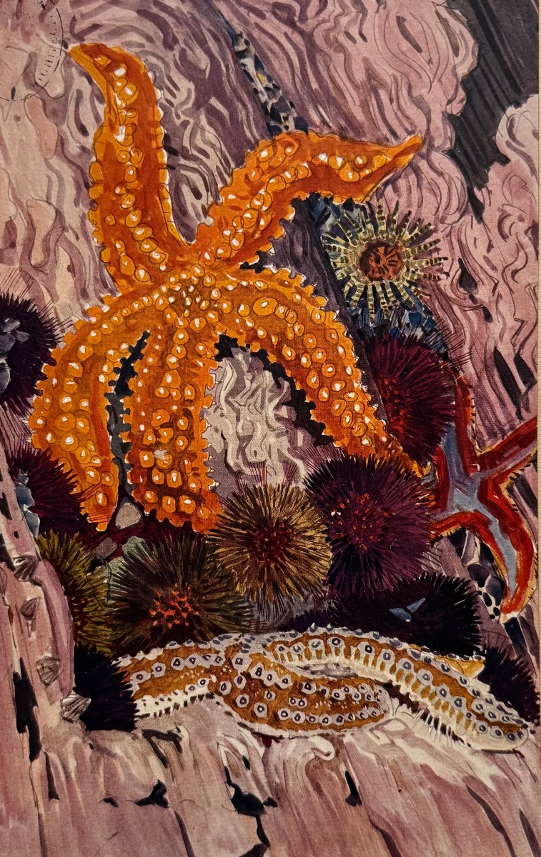 Etude de la Mer. Volume 2. Planche 17. 1913