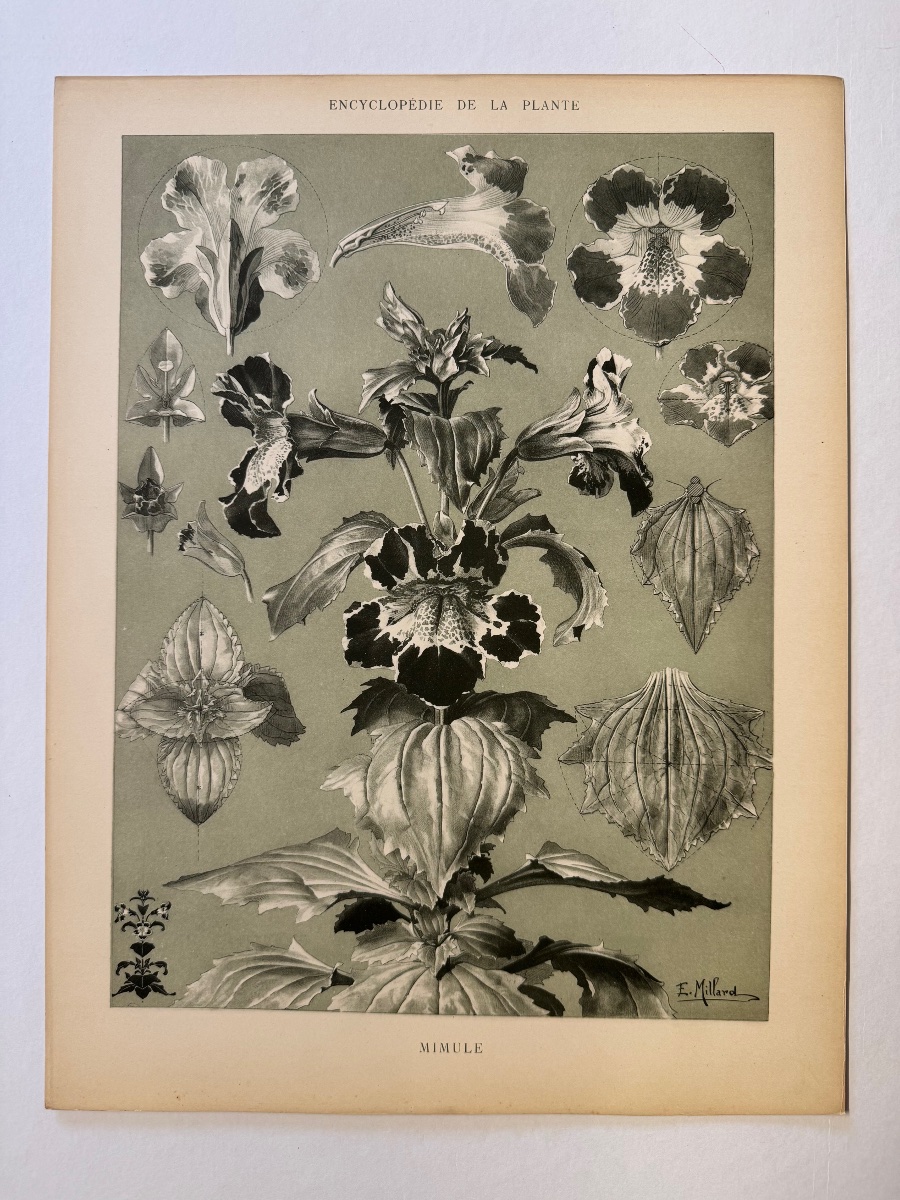 Encyclopédie de la plante. Mimule. 1904-1908-photo-2
