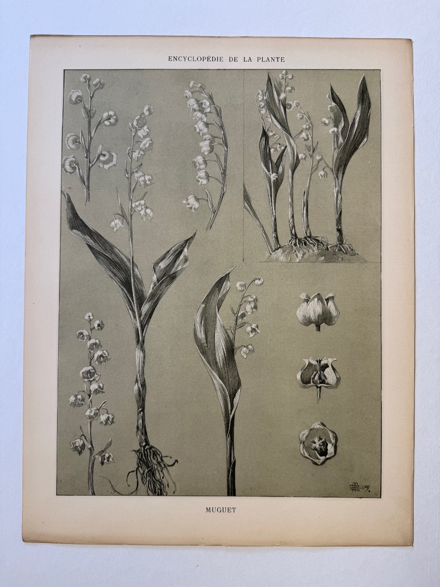 Encyclopédie de la plante. Muguet. 1904-1908-photo-2