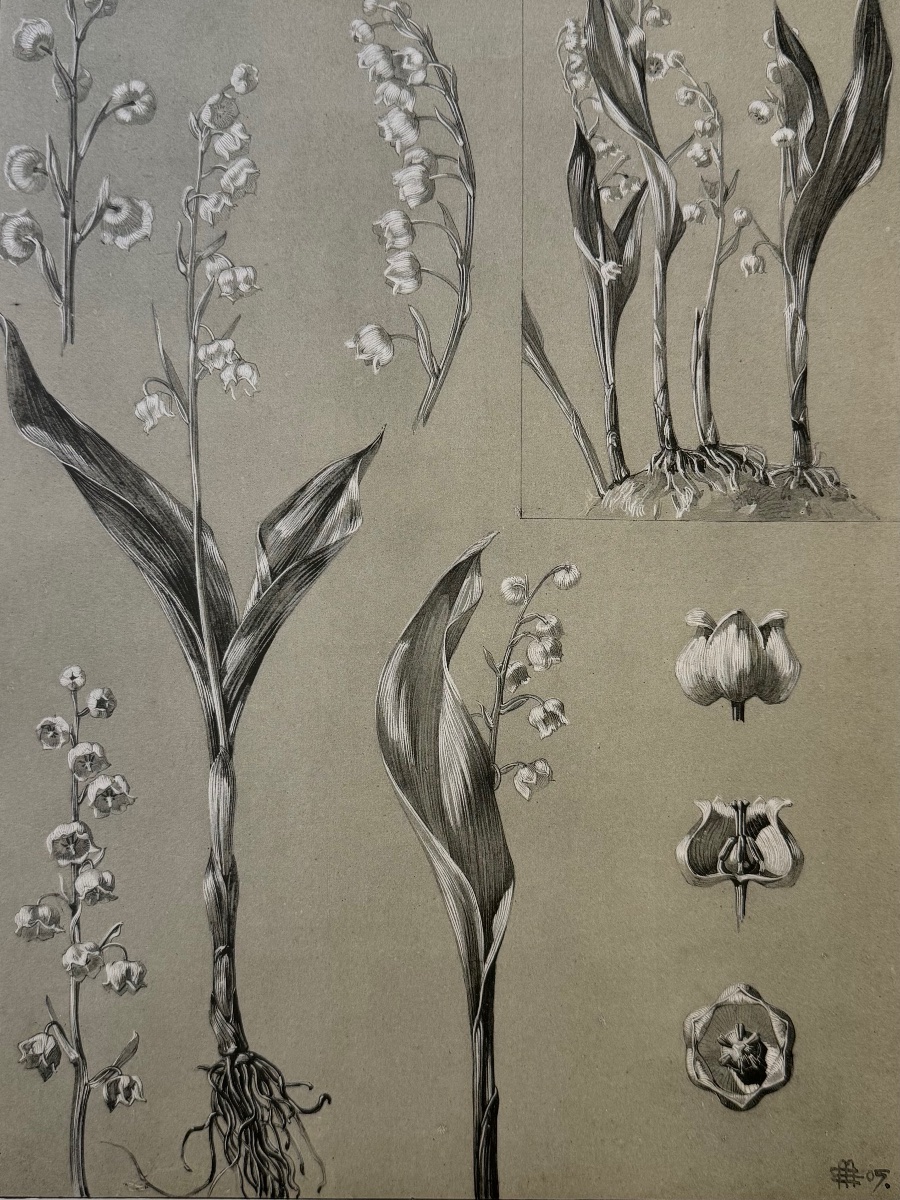Encyclopédie de la plante. Muguet. 1904-1908
