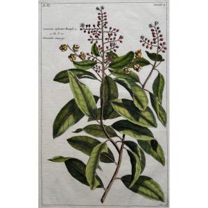 Anacarde Sauvage. Gravure couleur. 18ème siècle
