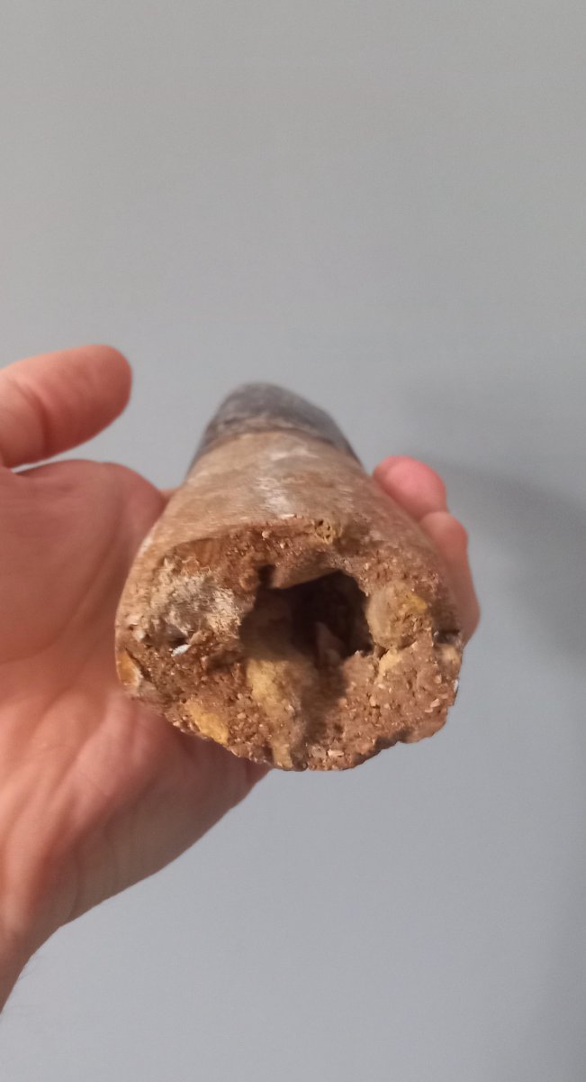 Fossil Spinosaurus Tooth – Upper Cretaceous Period-photo-3