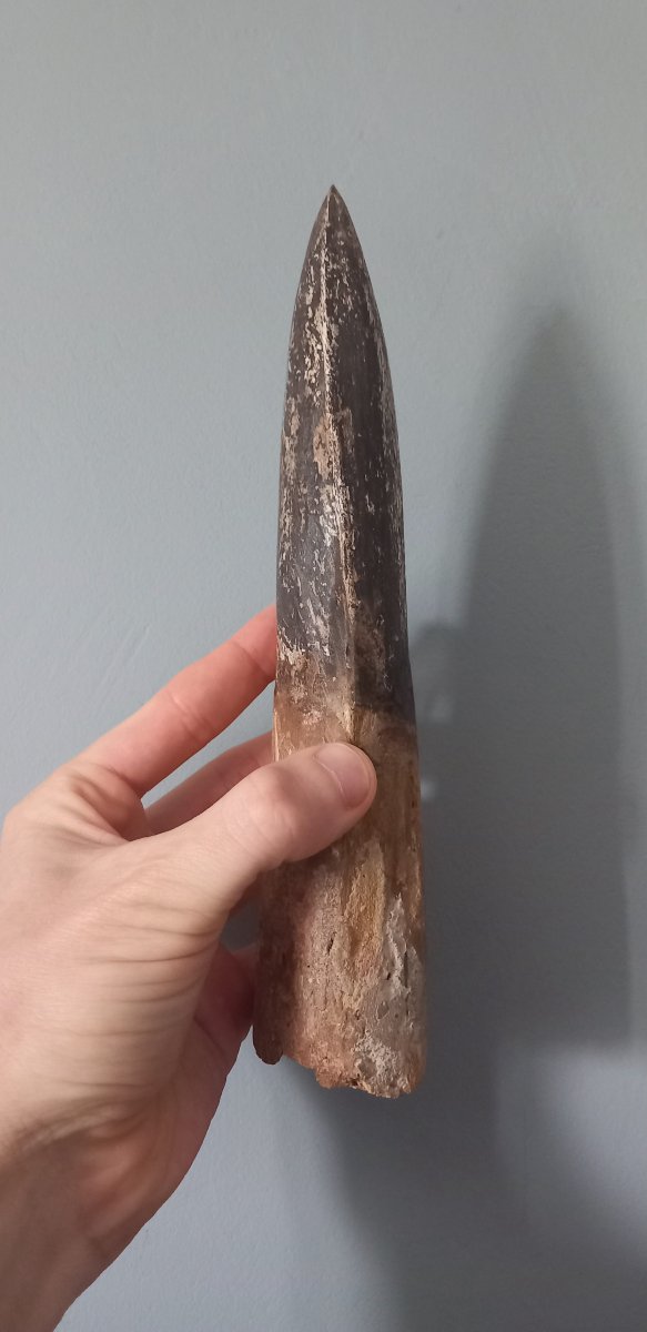Fossil Spinosaurus Tooth – Upper Cretaceous Period-photo-4