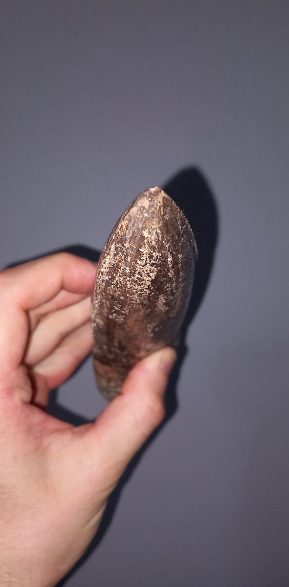 Fossil Spinosaurus Tooth – Upper Cretaceous Period-photo-3
