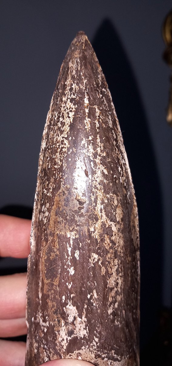Fossil Spinosaurus Tooth – Upper Cretaceous Period-photo-5