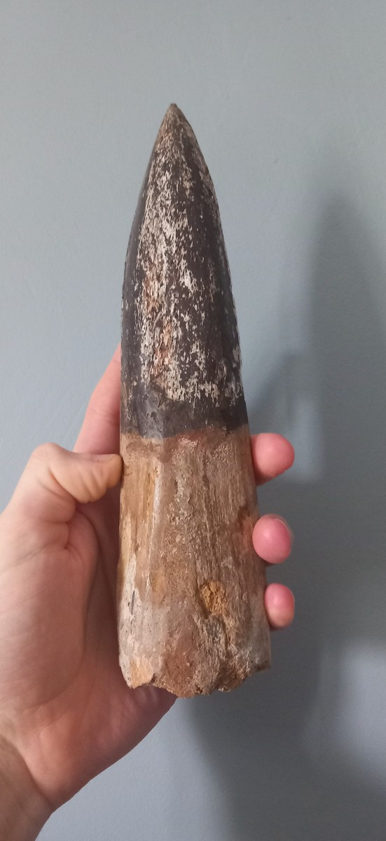 Dent fossile de Spinosaure – Crétacé supérieur
