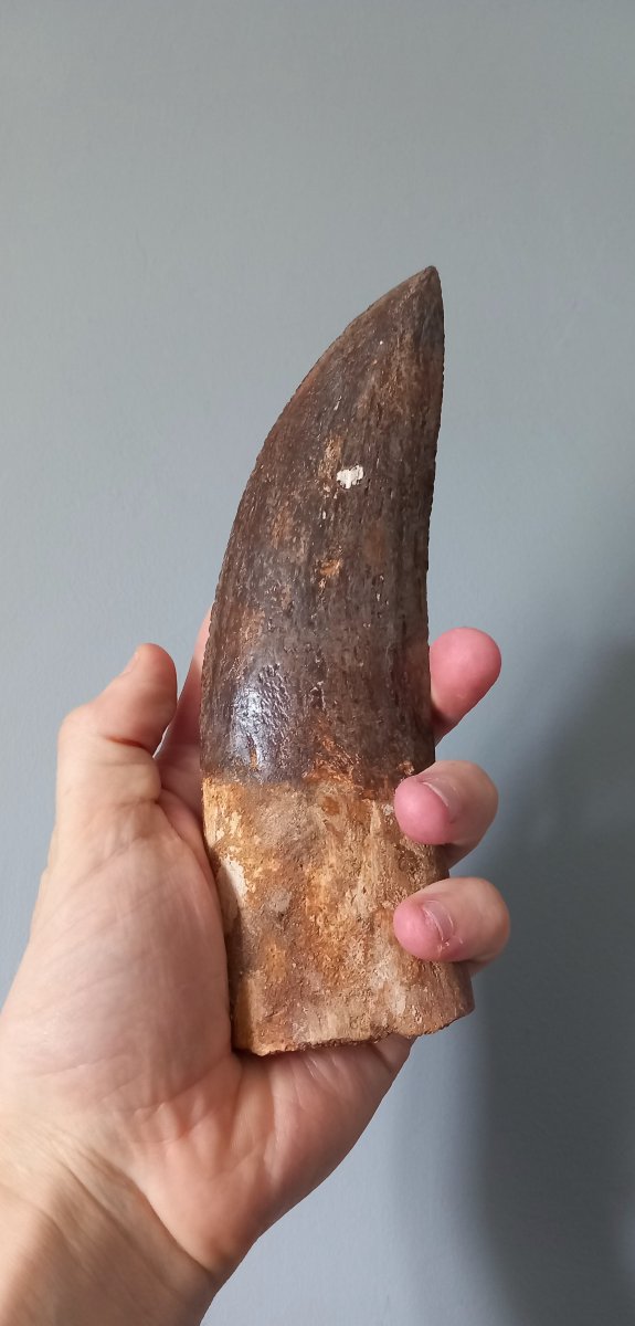 Dent fossile de Carcharodontosaure – Crétacé supérieur-photo-2