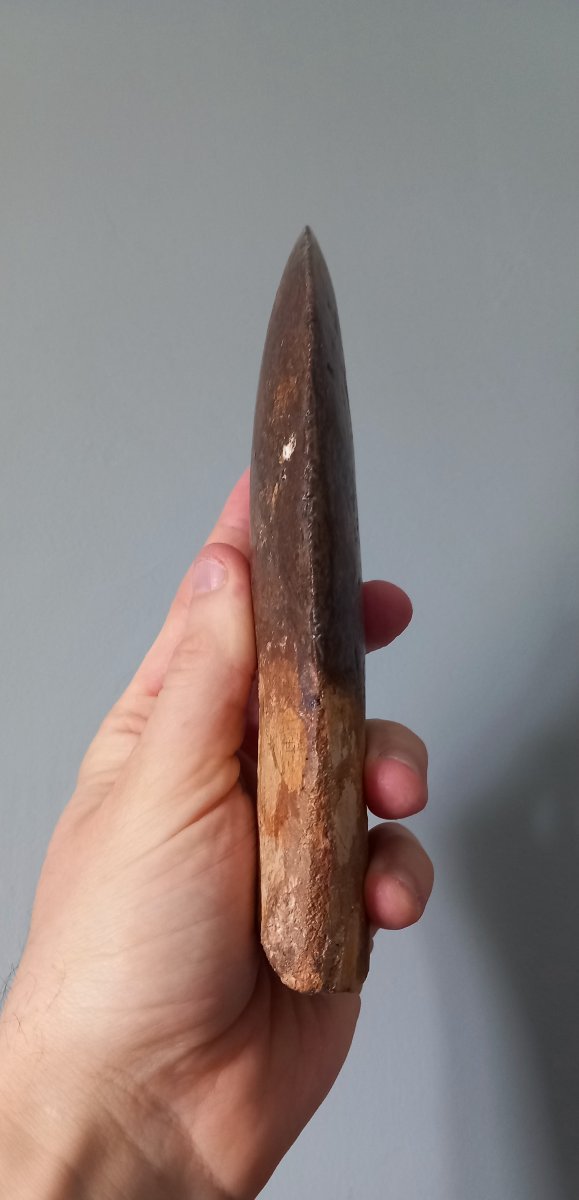 Dent fossile de Carcharodontosaure – Crétacé supérieur-photo-3