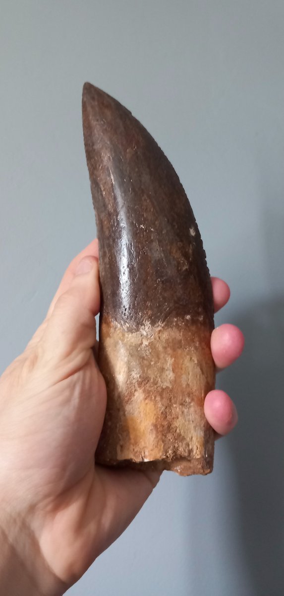 Dent fossile de Carcharodontosaure – Crétacé supérieur-photo-4