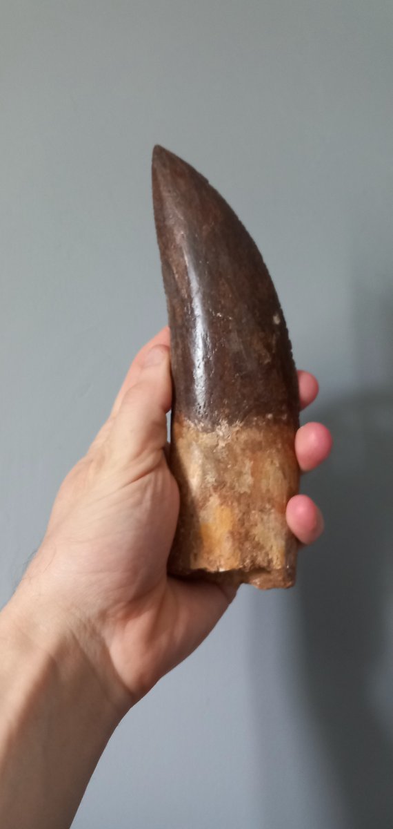 Dent fossile de Carcharodontosaure – Crétacé supérieur-photo-1