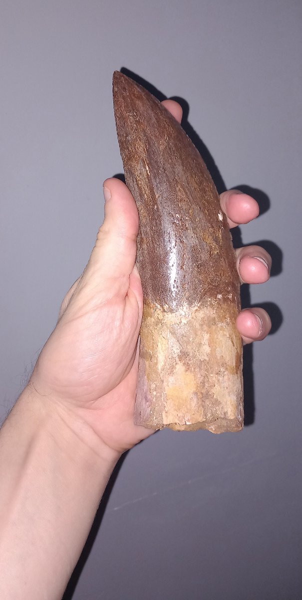 Dent fossile de Carcharodontosaure – Crétacé supérieur-photo-7