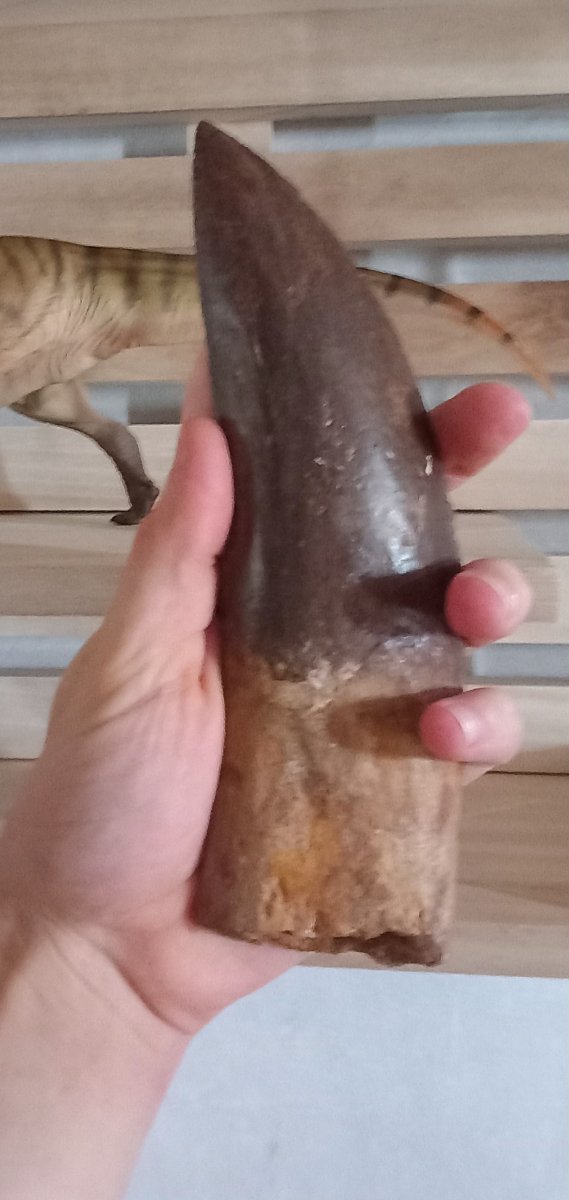 Dent fossile de Carcharodontosaure – Crétacé supérieur-photo-4