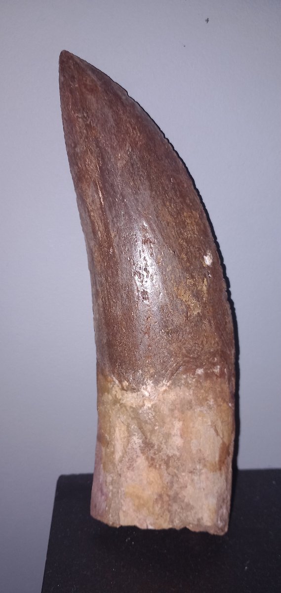 Dent fossile de Carcharodontosaure – Crétacé supérieur