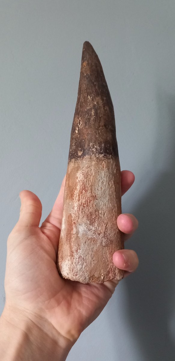 Dent fossile de  Spinosaure - Crétacé supérieur-photo-4