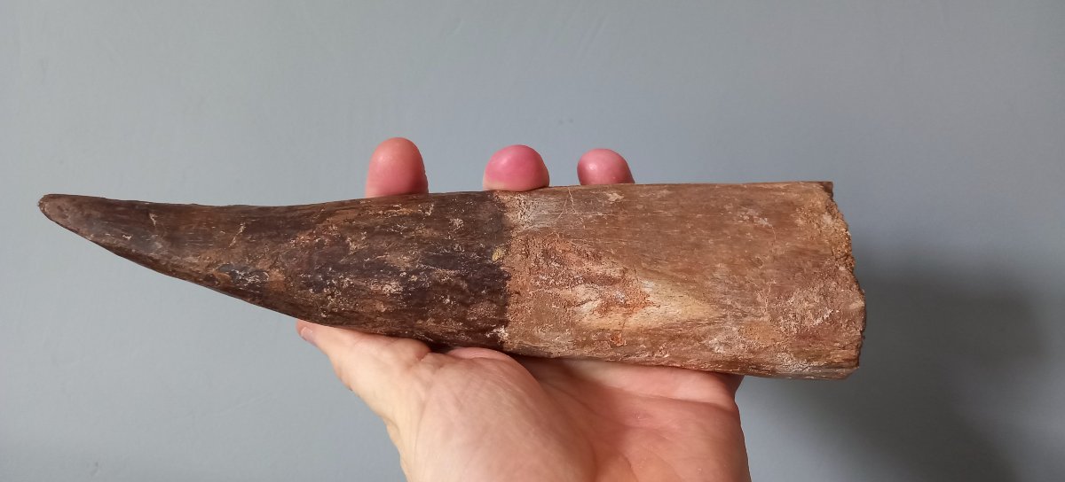 Fossil Tooth Of Spinosaurus - Late Cretaceous-photo-5