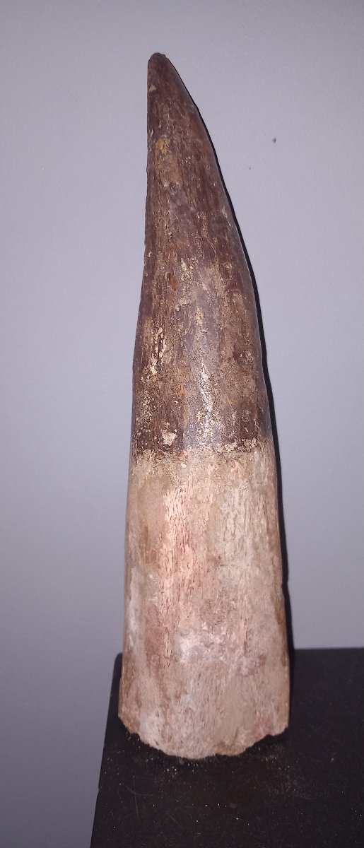 Fossil Tooth Of Spinosaurus - Late Cretaceous
