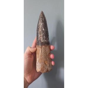 Fossil Spinosaurus Tooth – Upper Cretaceous Period