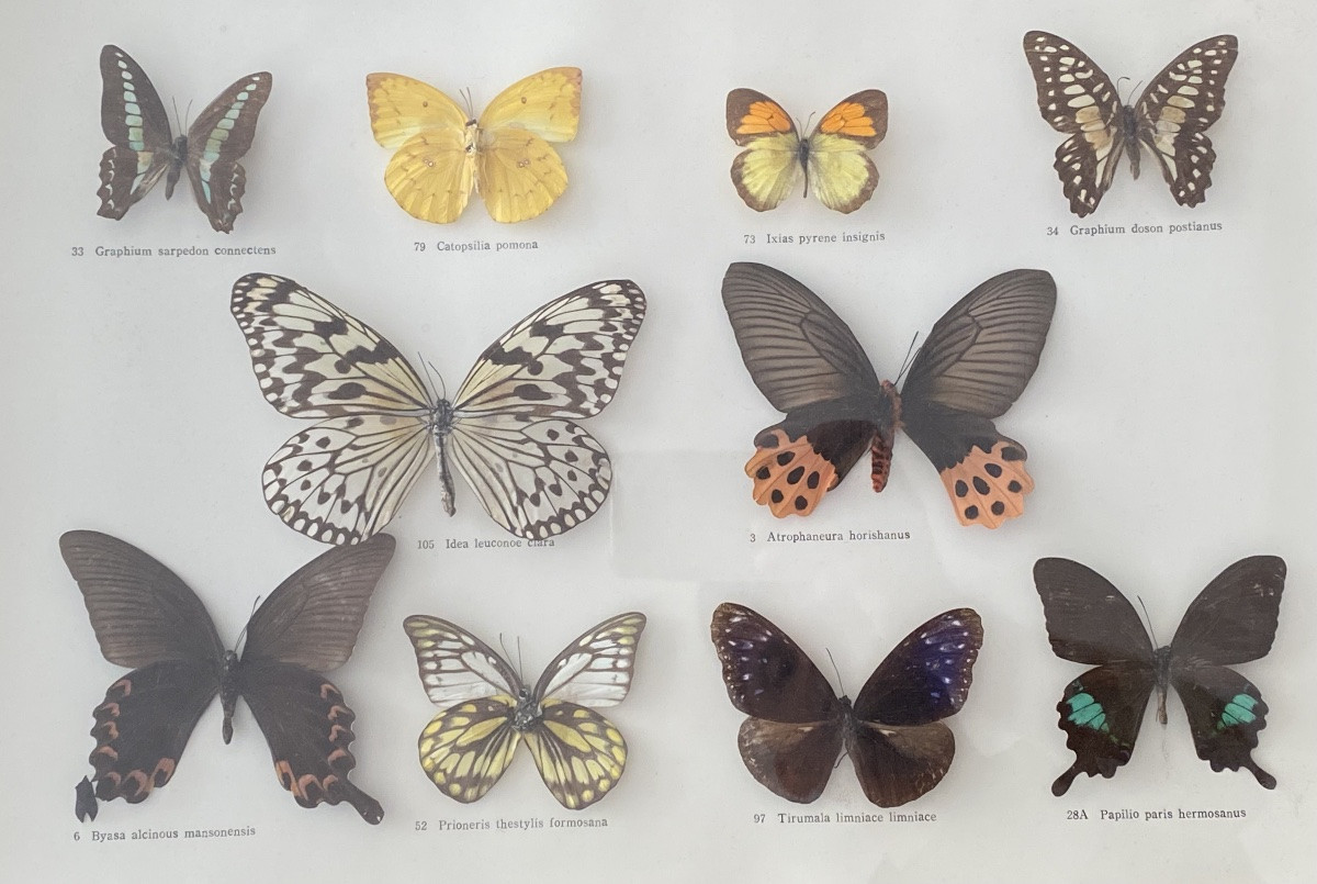 Antique Entomological Display Case – 10 Naturalized Tropical Butterflies, Wooden Frame (57x37 Cm)-photo-2