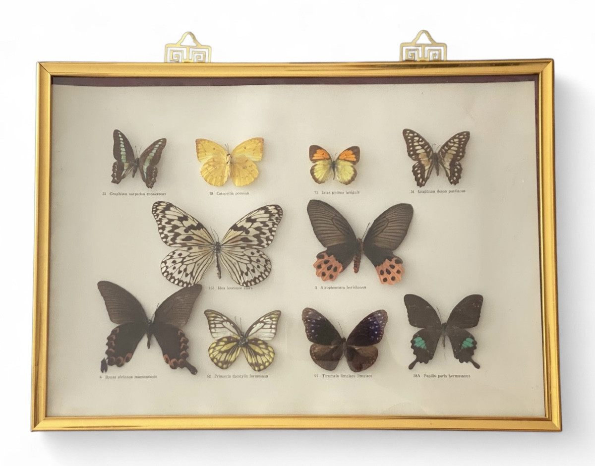 Antique Entomological Display Case – 10 Naturalized Tropical Butterflies, Wooden Frame (57x37 Cm)