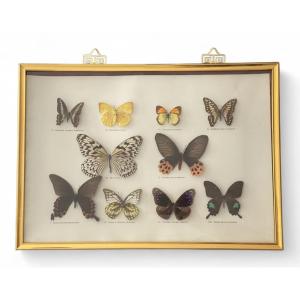 Vitrine entomologique ancienne – 10 papillons tropicaux naturalisés, cadre bois (57x37 cm)