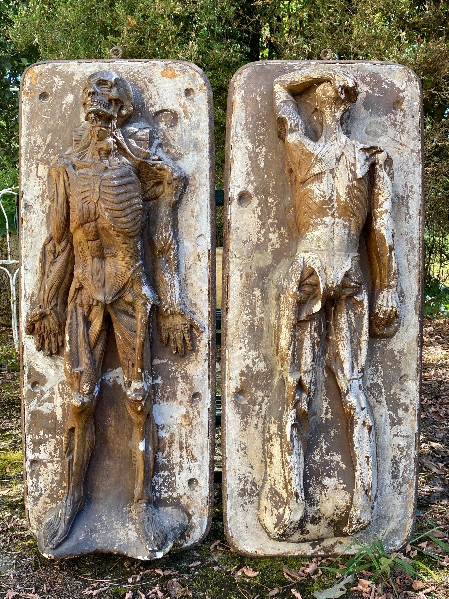 Ecorché Anatomique & Atelier Du Sculpteur Jules Talrich 1826 - 1904 -photo-4