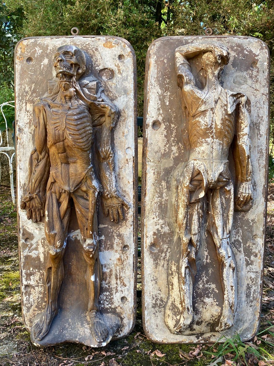 Ecorché Anatomique & Atelier Du Sculpteur Jules Talrich 1826 - 1904 