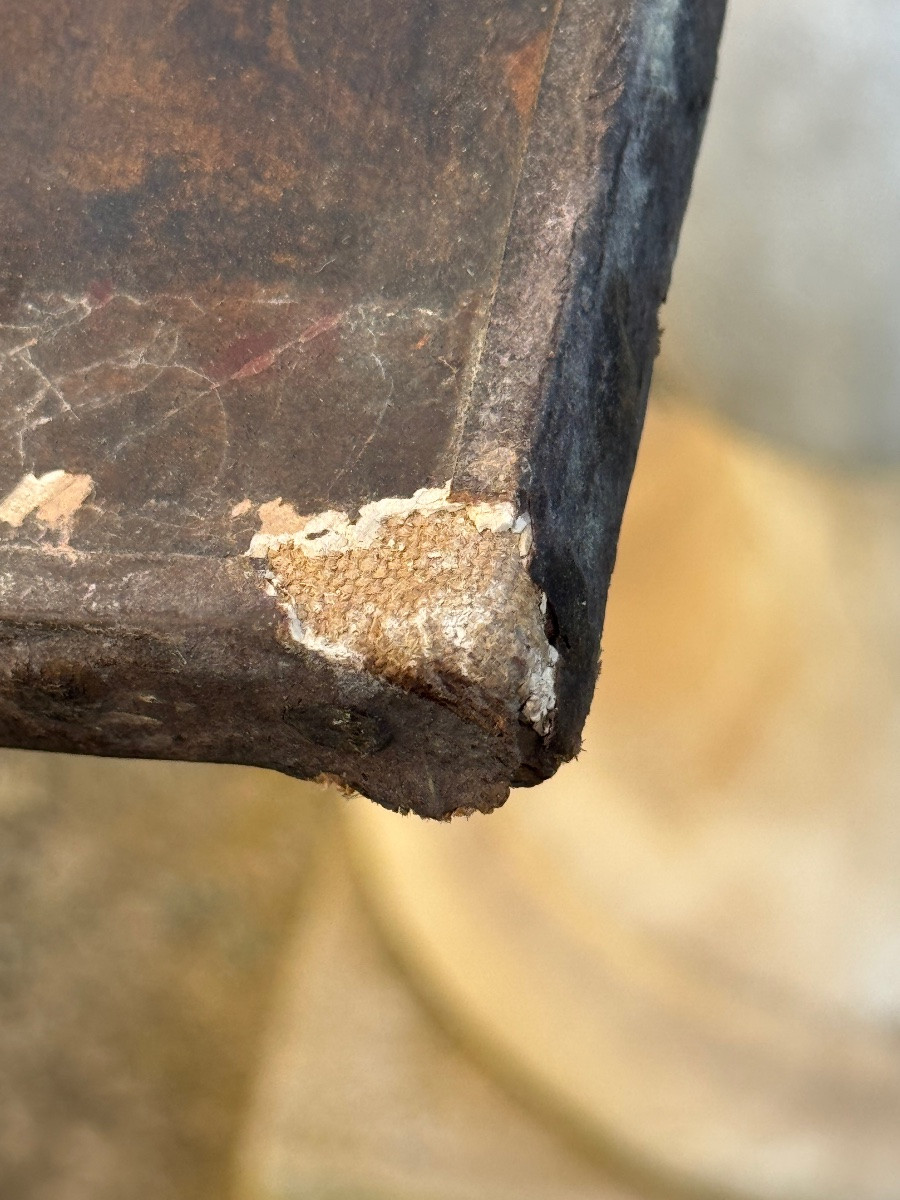 Cavalier Oriental -photo-2