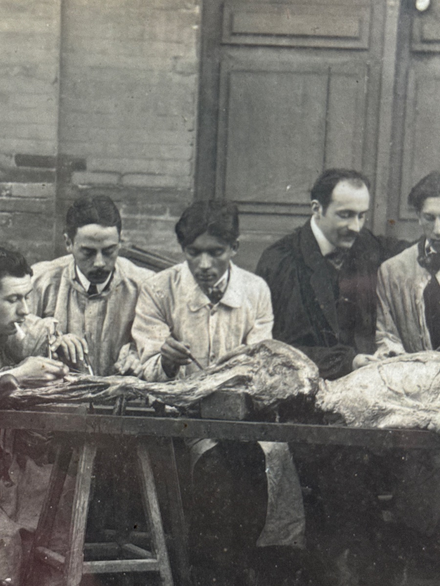 Séance de dissection anatomique-photo-3
