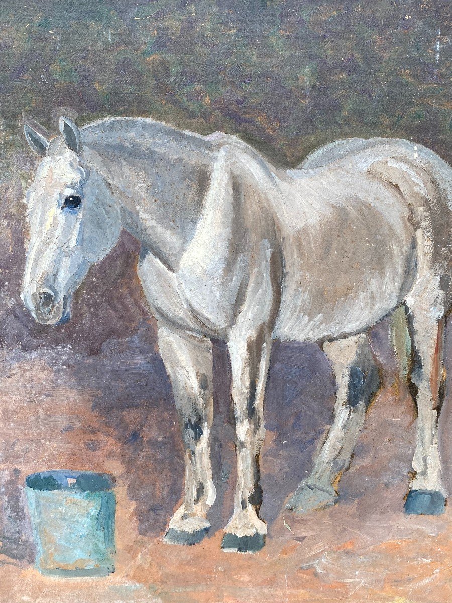 Study Of White Horse & End Of The XIXth Century & Oil On Cardboard