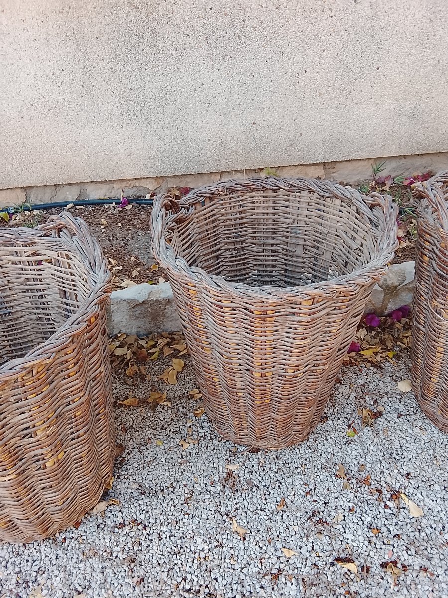Suite de 5 paniers en osier à usage ancien agricole circa 1900-photo-2