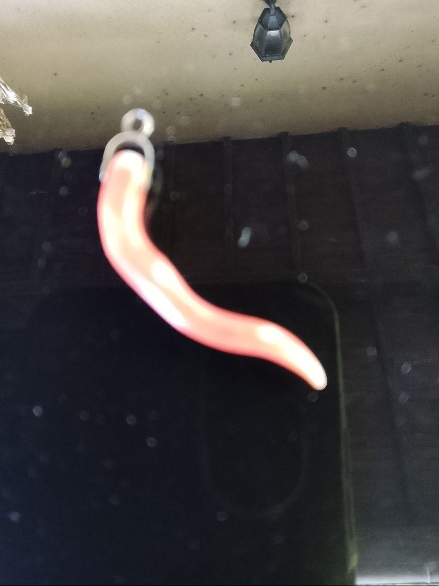 Pendentif branche de corail XIXe-photo-4
