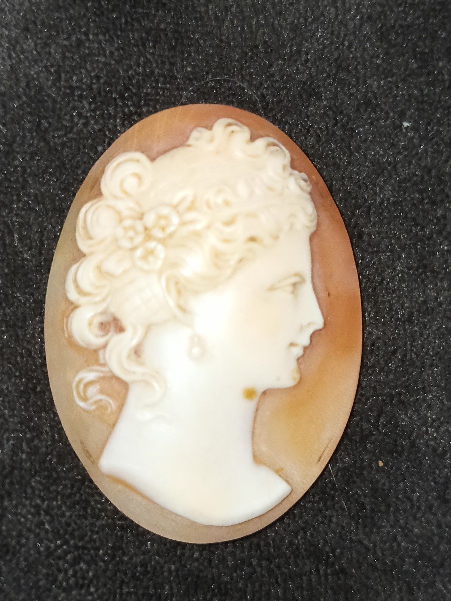 Shell Cameo In Profile Of Young Woman 1900