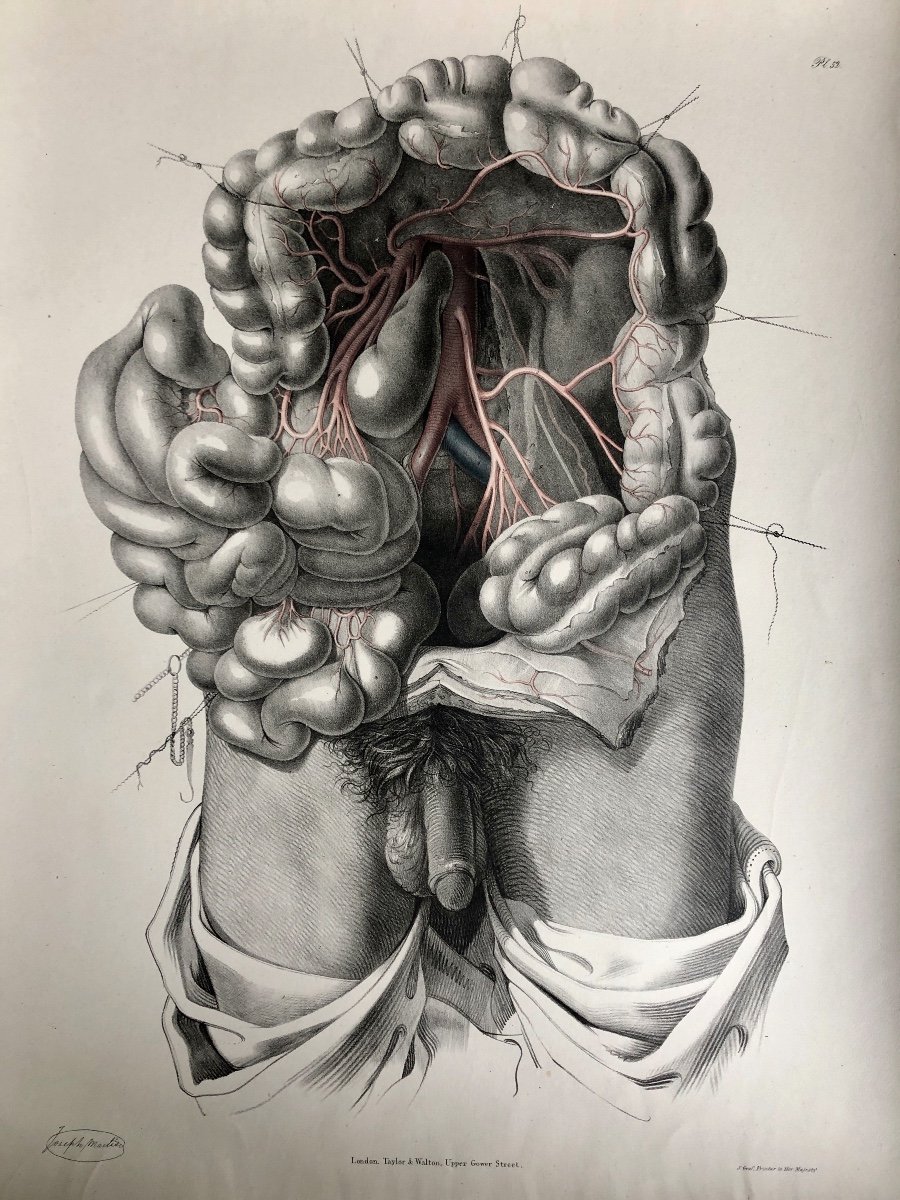 Grand Livre D’anatomie Humaine - Sir Richard Quain & Joseph Maclise (1844)-photo-5