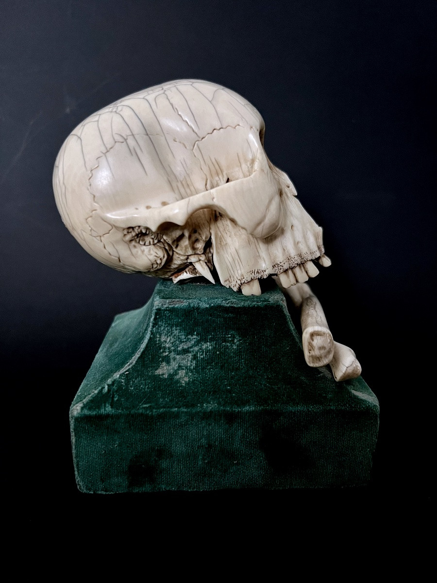 Crâne “Memento Mori” en ivoire sculpté – Espagne  XIXᵉ – avec CITES UE-photo-2