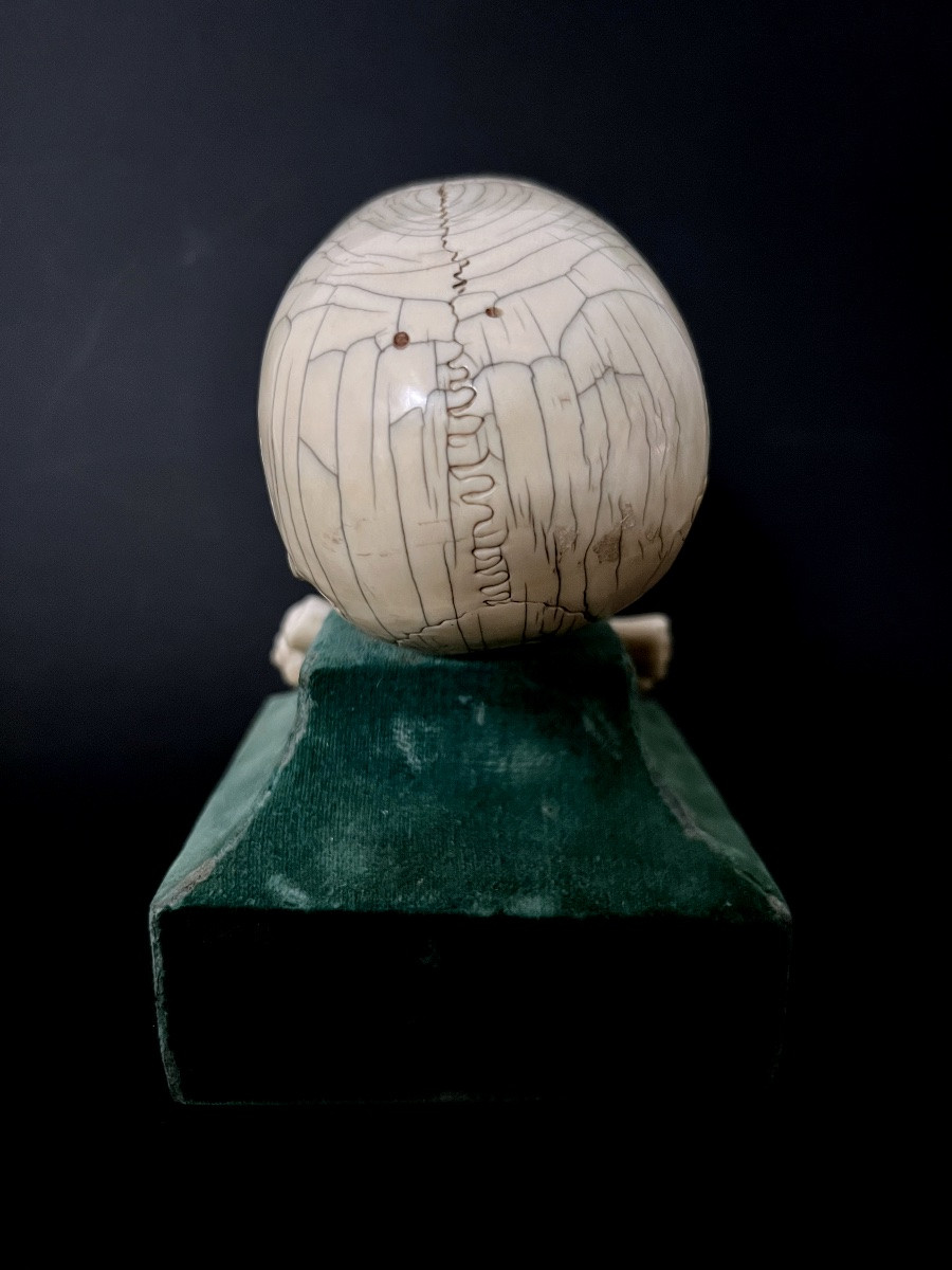 Crâne “Memento Mori” en ivoire sculpté – Espagne  XIXᵉ – avec CITES UE-photo-3