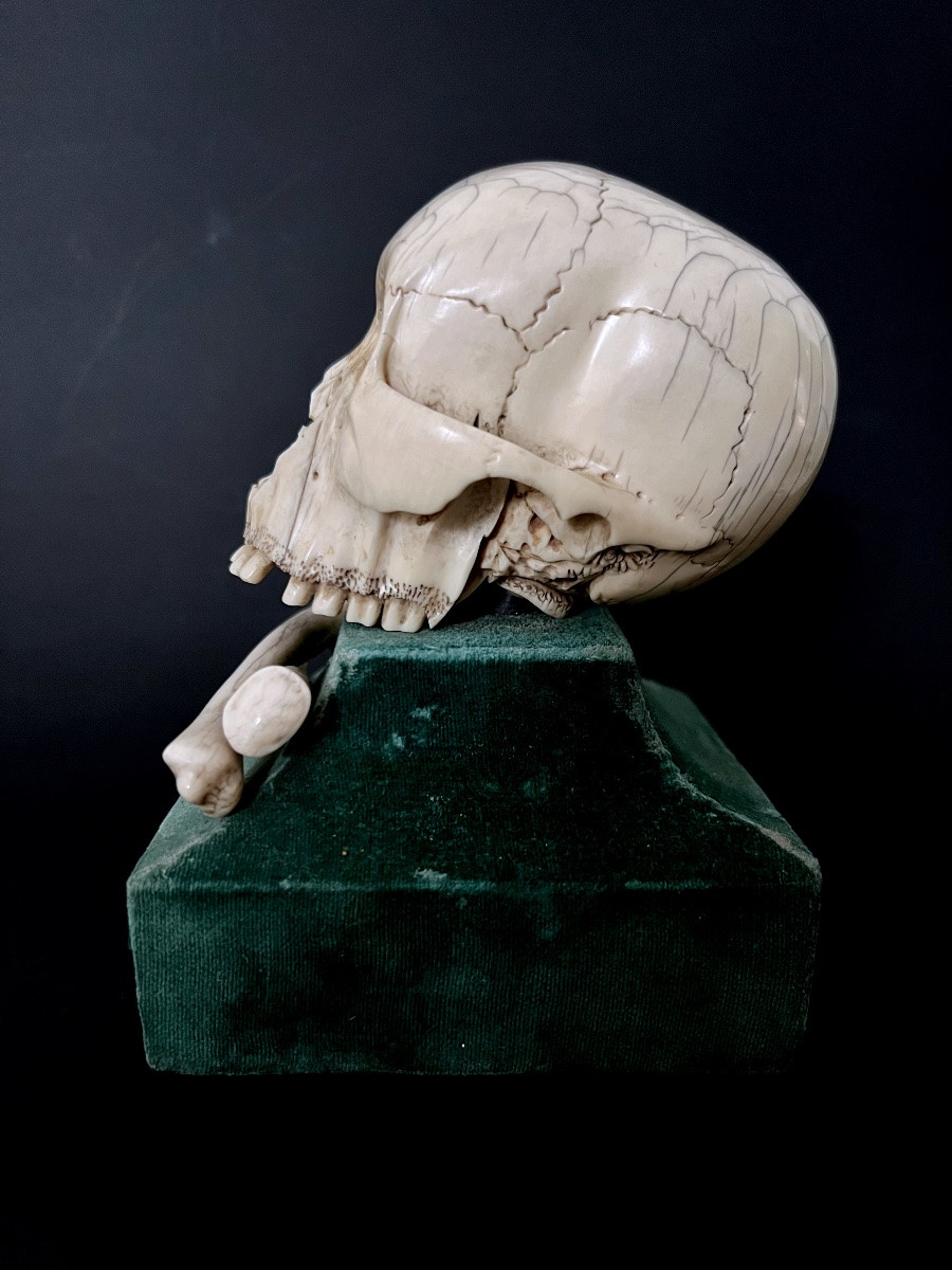 Crâne “Memento Mori” en ivoire sculpté – Espagne  XIXᵉ – avec CITES UE-photo-4