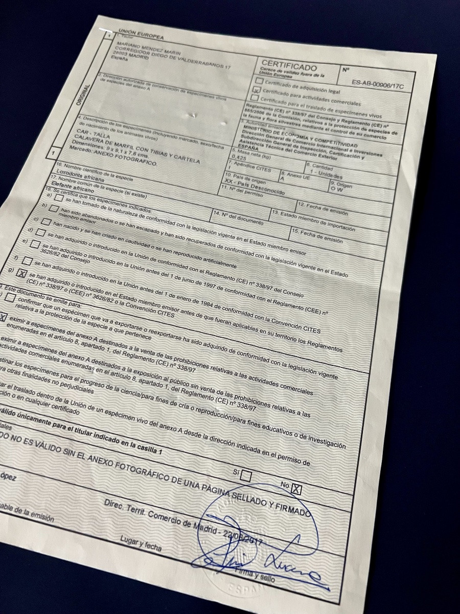 Crâne “Memento Mori” en ivoire sculpté – Espagne  XIXᵉ – avec CITES UE-photo-7