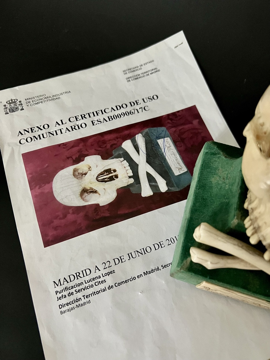 Crâne “Memento Mori” en ivoire sculpté – Espagne  XIXᵉ – avec CITES UE-photo-8