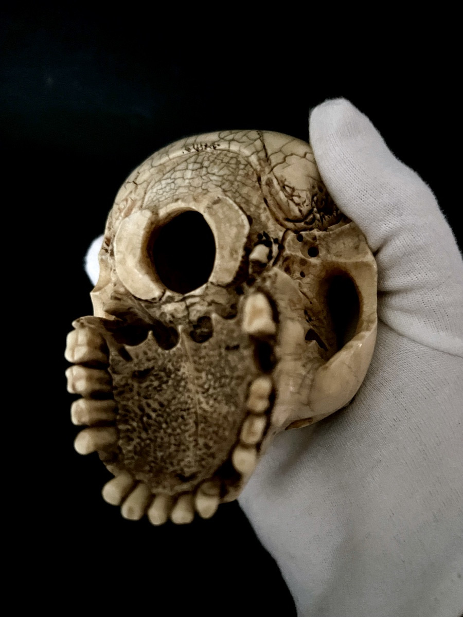 Crâne “Memento Mori” en ivoire sculpté – Espagne  XIXᵉ – avec CITES UE-photo-4