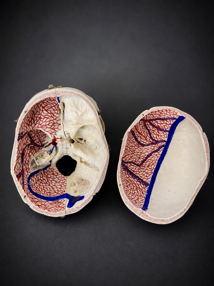 Educational Anatomical Human Skull With Removable Parts –  19th Century-photo-2