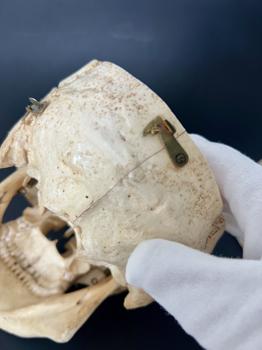 Educational Anatomical Human Skull With Removable Parts –  19th Century-photo-5