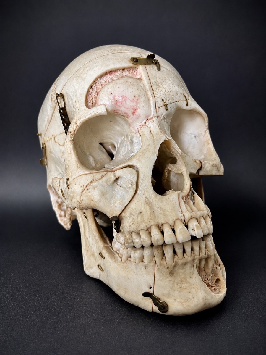 Educational Anatomical Human Skull With Removable Parts –  19th Century