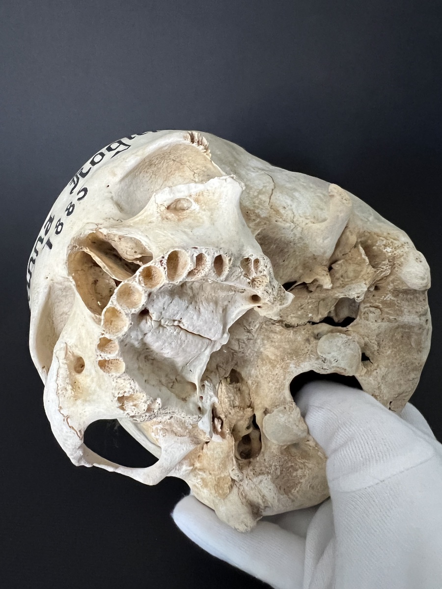 Crâne humain peint – Mémento Mori – daté 1885-photo-7